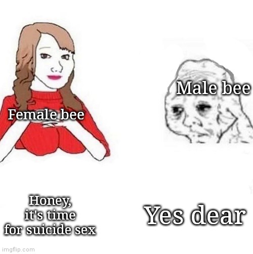 honey it's time to x | Male bee; Female bee; Yes dear; Honey, it's time for suicide sex | image tagged in honey it's time to x | made w/ Imgflip meme maker