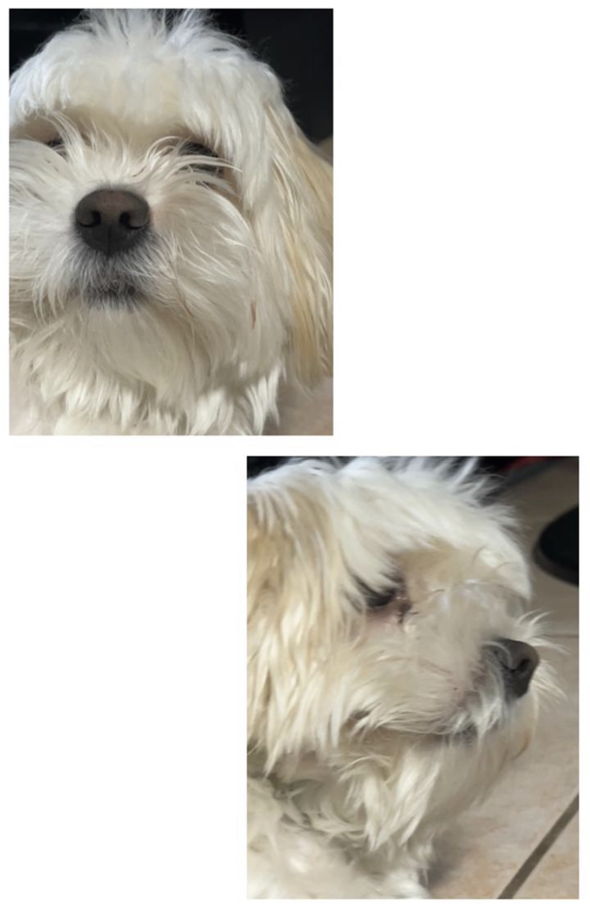 High Quality Does Not Care Dog Blank Meme Template