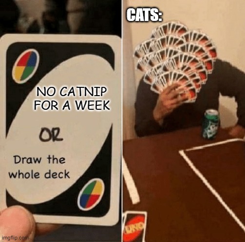 UNO Draw The Whole Deck | CATS:; NO CATNIP FOR A WEEK | image tagged in uno draw the whole deck,cats | made w/ Imgflip meme maker