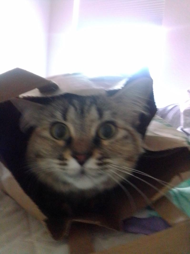 High Quality Cat in a bag Blank Meme Template