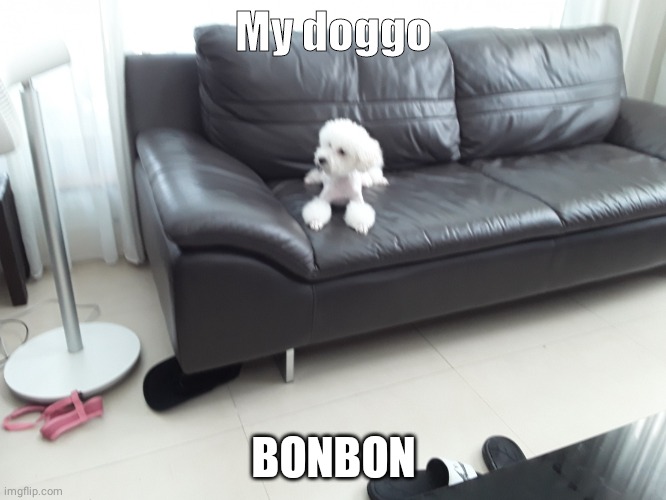 Bonbon | My doggo; BONBON | image tagged in bonbon | made w/ Imgflip meme maker