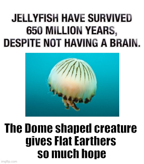 The Jellyfish is the spirit animal of Flerths | The Dome shaped creature 
gives Flat Earthers 
so much hope | image tagged in flat earthers,flat earth,flatearth,jellyfish | made w/ Imgflip meme maker