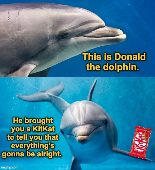 Hang in there buddy :) | This is Donald the dolphin. He brought you a KitKat to tell you that everything's gonna be alright. | image tagged in memes,unfunny | made w/ Imgflip meme maker