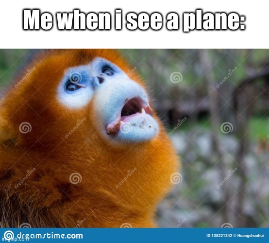 Monke | Me when i see a plane: | image tagged in golden snub nosed monkey,monke | made w/ Imgflip meme maker