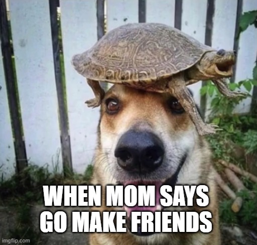 f r i e n d s | WHEN MOM SAYS GO MAKE FRIENDS | image tagged in happy turtle and dog | made w/ Imgflip meme maker