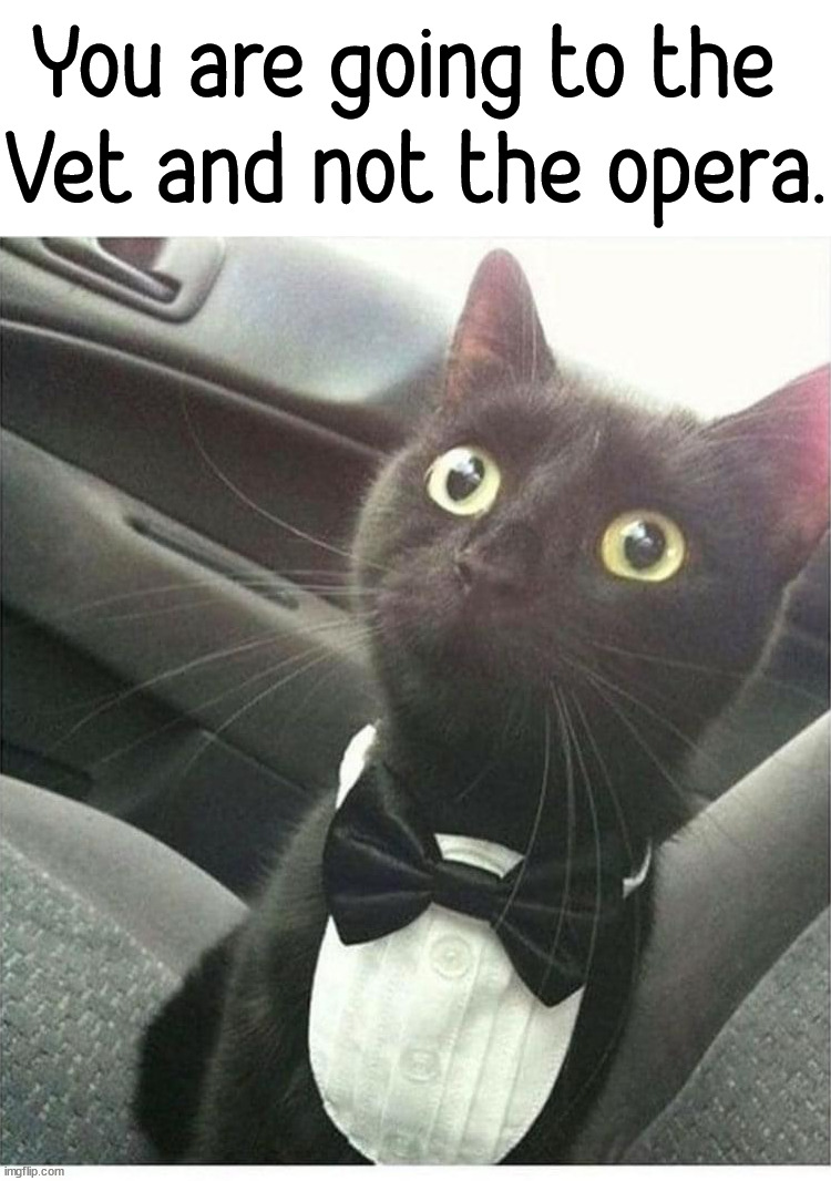 You are going to the 
Vet and not the opera. | image tagged in cats | made w/ Imgflip meme maker