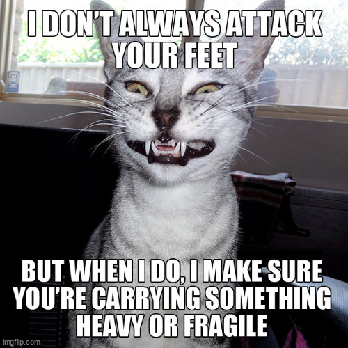 ...... | image tagged in cats | made w/ Imgflip meme maker