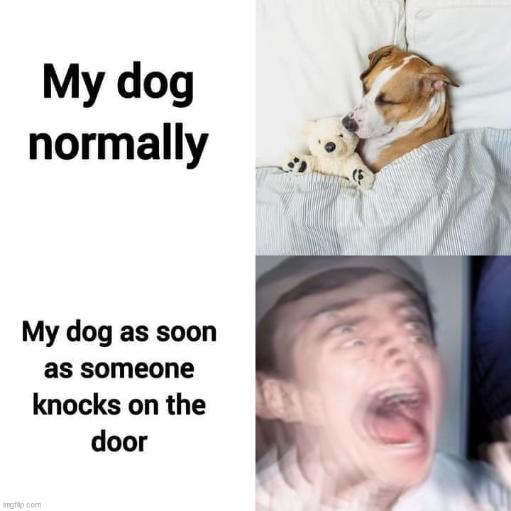 image tagged in dogs | made w/ Imgflip meme maker