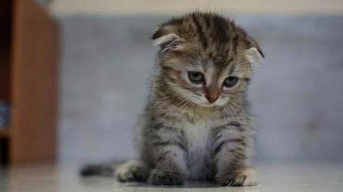sad kitten pictures
