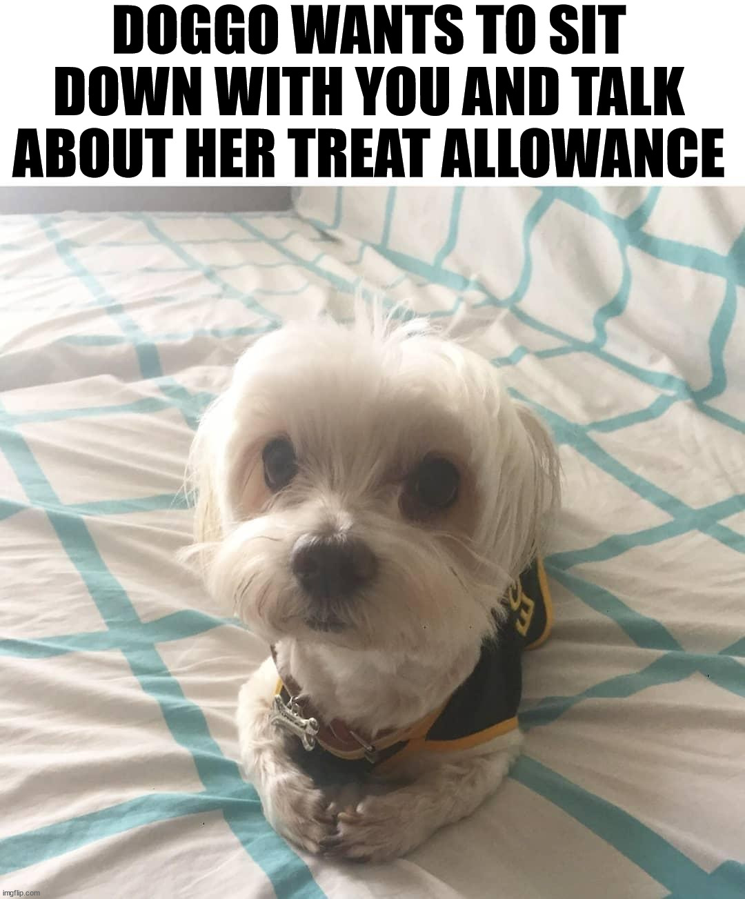 DOGGO WANTS TO SIT DOWN WITH YOU AND TALK ABOUT HER TREAT ALLOWANCE | image tagged in dogs | made w/ Imgflip meme maker