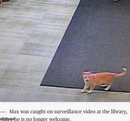 Damnit Max | made w/ Imgflip meme maker