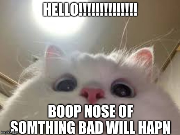 Boop pls | HELLO!!!!!!!!!!!!!! BOOP NOSE OF SOMTHING BAD WILL HAPN | image tagged in cats,funny | made w/ Imgflip meme maker