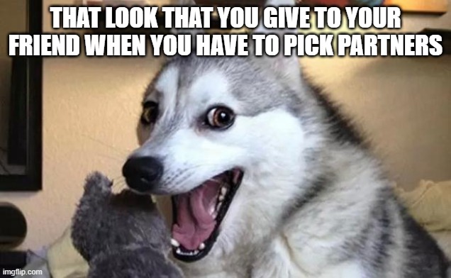 Pun dog - husky | THAT LOOK THAT YOU GIVE TO YOUR FRIEND WHEN YOU HAVE TO PICK PARTNERS | image tagged in pun dog - husky | made w/ Imgflip meme maker