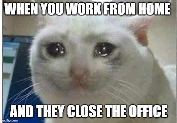 crying cat | WHEN YOU WORK FROM HOME; AND THEY CLOSE THE OFFICE | image tagged in crying cat | made w/ Imgflip meme maker