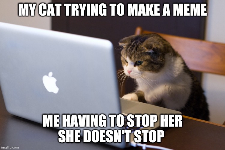 Cat on Computer | MY CAT TRYING TO MAKE A MEME; ME HAVING TO STOP HER

SHE DOESN'T STOP | image tagged in cat on computer | made w/ Imgflip meme maker