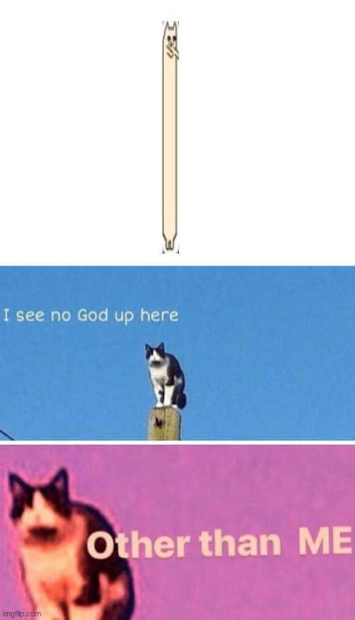 long cat | image tagged in hail pole cat | made w/ Imgflip meme maker