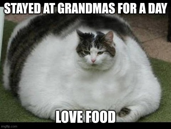 cat | STAYED AT GRANDMAS FOR A DAY; LOVE FOOD | image tagged in cat | made w/ Imgflip meme maker