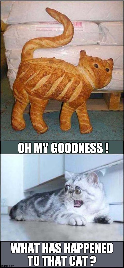 A Bread Cat ! | OH MY GOODNESS ! WHAT HAS HAPPENED
TO THAT CAT ? | image tagged in cats,bread,bread cat | made w/ Imgflip meme maker
