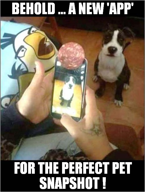 Salami Magic ! | BEHOLD ... A NEW 'APP'; FOR THE PERFECT PET
SNAPSHOT ! | image tagged in dogs,apps,salami,photography | made w/ Imgflip meme maker