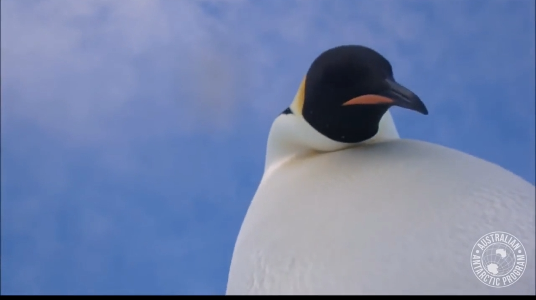 Another one Blank Meme Template