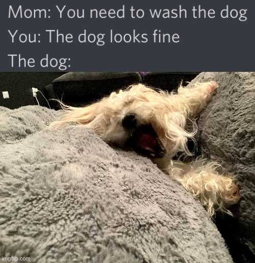 Ollie the Dog | image tagged in dog,havanese,scream | made w/ Imgflip meme maker