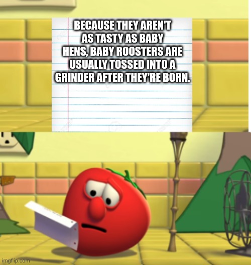 EVEN IM NOT INTO THAT SHI- | BECAUSE THEY AREN'T AS TASTY AS BABY HENS, BABY ROOSTERS ARE USUALLY TOSSED INTO A GRINDER AFTER THEY'RE BORN. | made w/ Imgflip meme maker