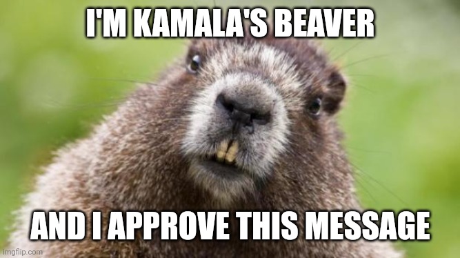 Mr Beaver | I'M KAMALA'S BEAVER AND I APPROVE THIS MESSAGE | image tagged in mr beaver | made w/ Imgflip meme maker