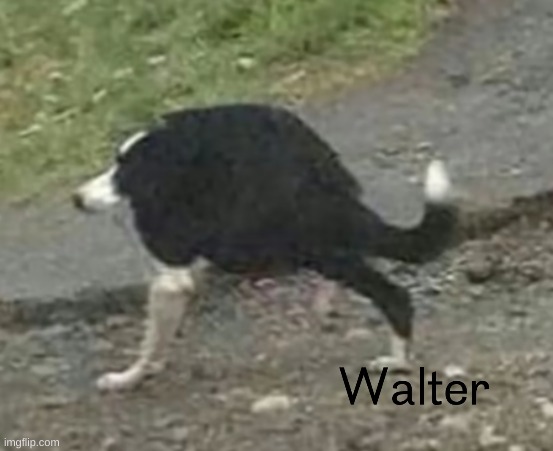 walter | image tagged in walter | made w/ Imgflip meme maker