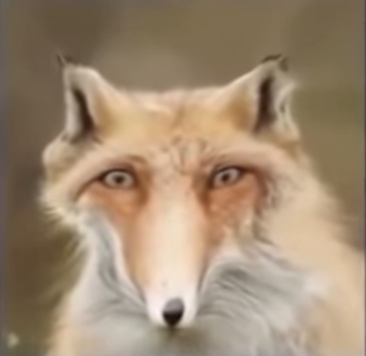 Surprised fox Blank Meme Template