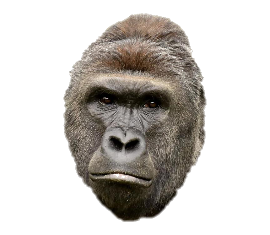 monki Blank Meme Template