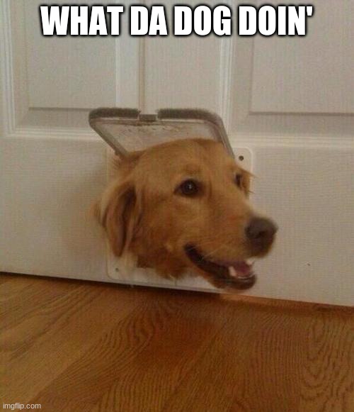 Dog door | WHAT DA DOG DOIN' | image tagged in dog door | made w/ Imgflip meme maker