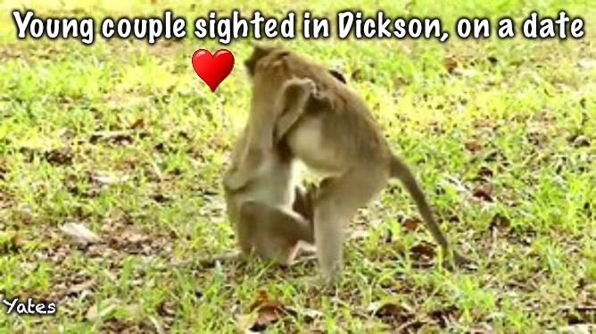 Dating apes | Young couple sighted in Dickson, on a date; Yates | image tagged in ape,dating apes | made w/ Imgflip meme maker