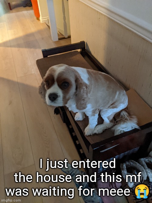 sometimes I feel like the only living thing that cares about me is him | I just entered the house and this mf was waiting for meee 😭 | made w/ Imgflip meme maker