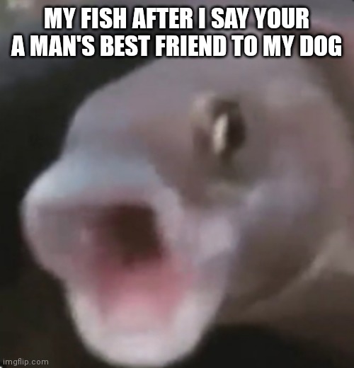 Poggers Fish | MY FISH AFTER I SAY YOUR A MAN'S BEST FRIEND TO MY DOG | image tagged in poggers fish | made w/ Imgflip meme maker