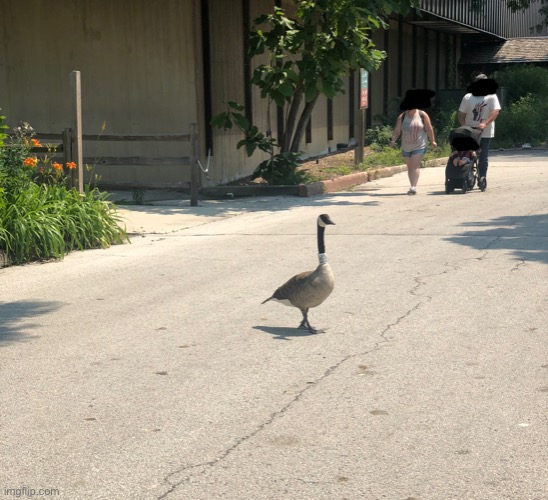 Goose | made w/ Imgflip meme maker