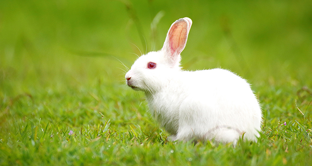 High Quality Bunny Blank Meme Template