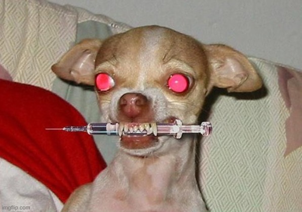 Phsyco Dog | image tagged in phsyco dog | made w/ Imgflip meme maker