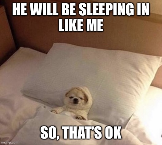 Dog in bed sleeping | HE WILL BE SLEEPING IN
LIKE ME SO, THAT’S OK | image tagged in dog in bed sleeping | made w/ Imgflip meme maker