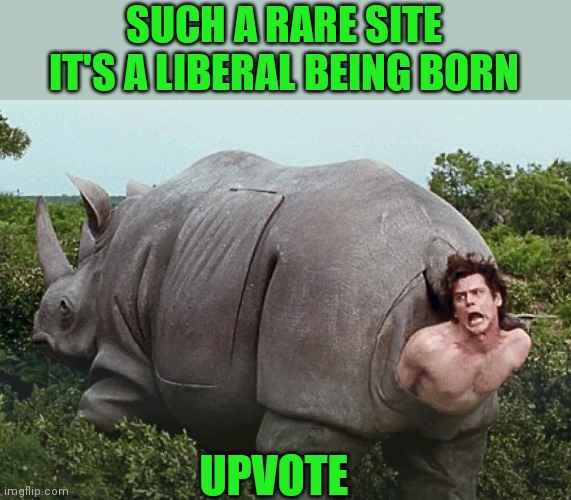 SUCH A RARE SITE IT'S A LIBERAL BEING BORN UPVOTE | made w/ Imgflip meme maker