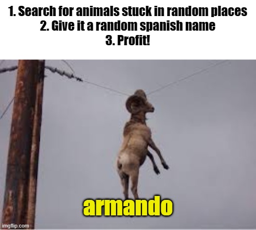Armando | 1. Search for animals stuck in random places
2. Give it a random spanish name
3. Profit! armando | image tagged in armando | made w/ Imgflip meme maker