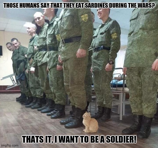 Cat soldier | THOSE HUMANS SAY THAT THEY EAT SARDINES DURING THE WARS? THATS IT, I WANT TO BE A SOLDIER! | image tagged in memes,kitty,cop | made w/ Imgflip meme maker