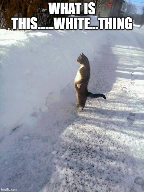 Cat Snow | WHAT IS THIS......WHITE...THING | image tagged in cat snow | made w/ Imgflip meme maker