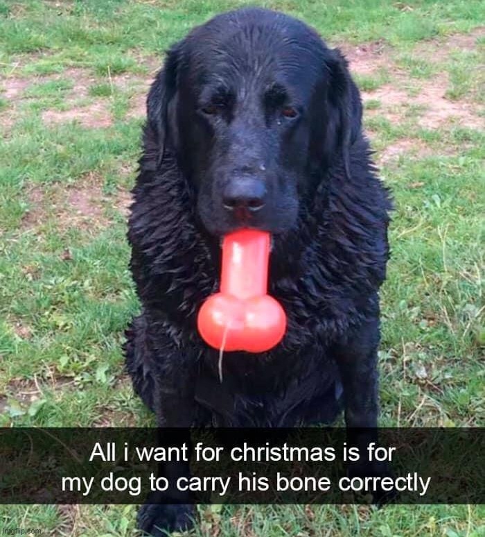 image tagged in dogs | made w/ Imgflip meme maker