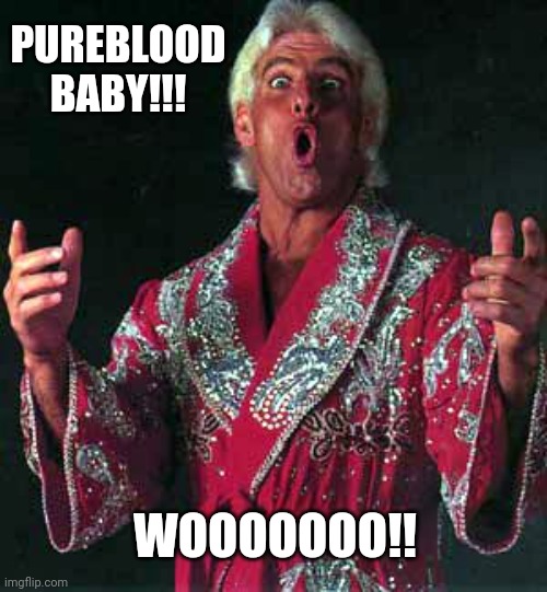 Proud to be a pureblood. | PUREBLOOD BABY!!! WOOOOOOO!! | image tagged in nature boy rick flair | made w/ Imgflip meme maker