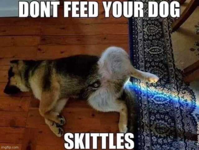 Rainbow | image tagged in dogs,memes,funny | made w/ Imgflip meme maker