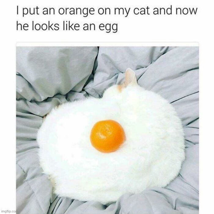 That’s one way to make a cat omelette | image tagged in cats,memes,funny | made w/ Imgflip meme maker