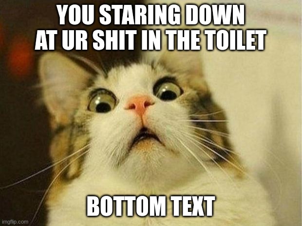 shit | YOU STARING DOWN AT UR SHIT IN THE TOILET; BOTTOM TEXT | image tagged in memes,scared cat,shit | made w/ Imgflip meme maker