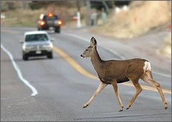 Deer in the road Blank Meme Template