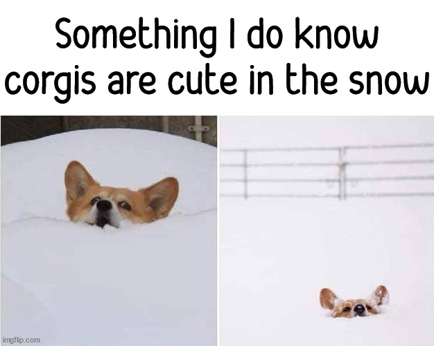 Something I do know
corgis are cute in the snow | image tagged in dogs | made w/ Imgflip meme maker