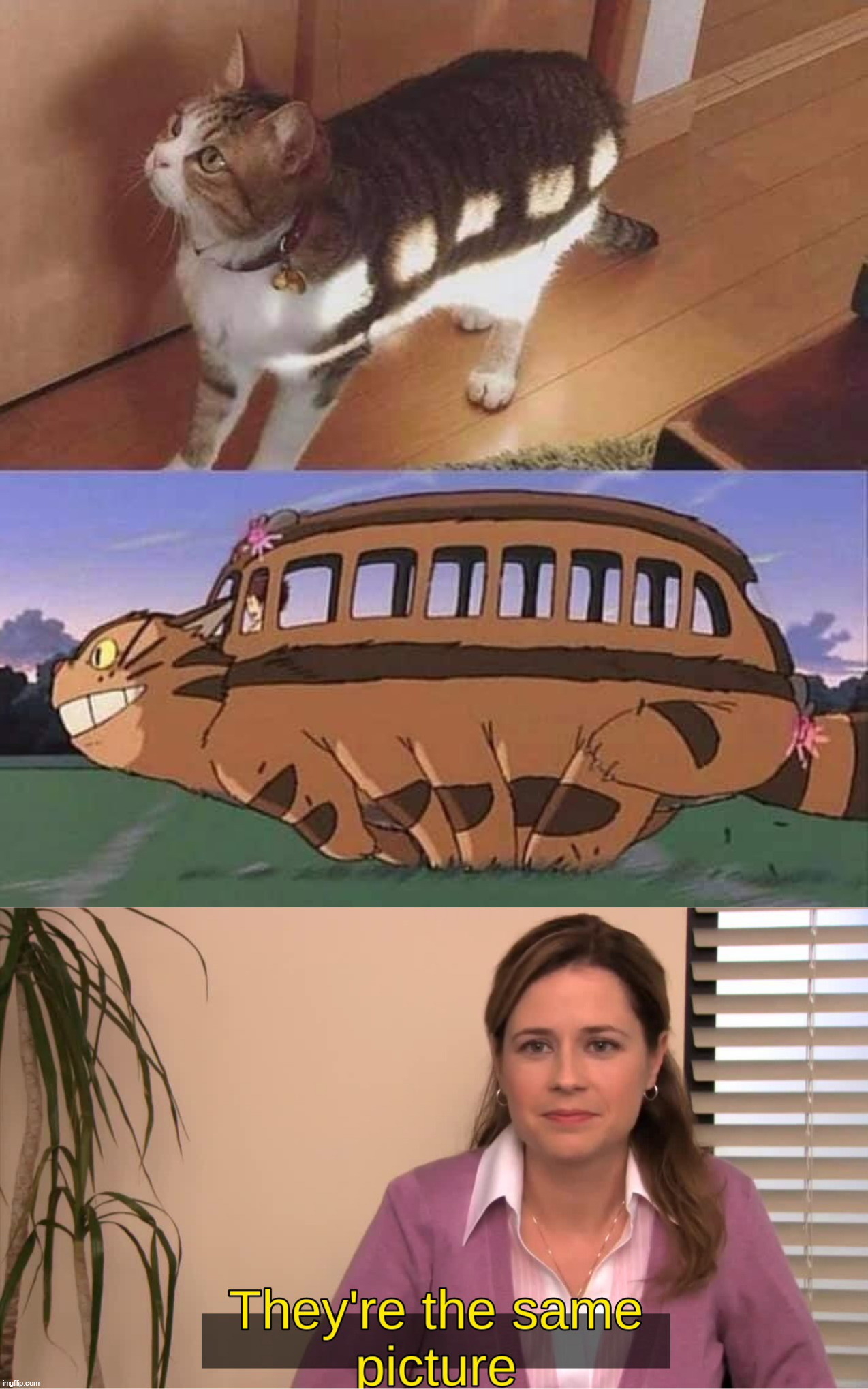image tagged in they are the same image,cats | made w/ Imgflip meme maker